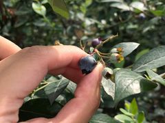 -金谷域澳洲庄园