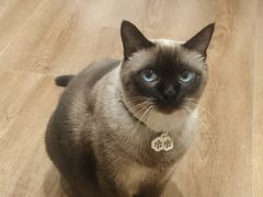 -有猫主题·治愈系猫咖(曾厝垵店)