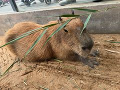 -西霞口神雕山野生动物世界