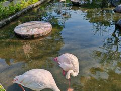 -灵玲国际马戏城