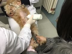 -中农大我爱我爱24h动物医院·中医针灸·猫专科·骨科医疗中心(双井店)