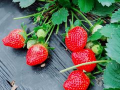 -任达丞国农庄(任达山庄店)