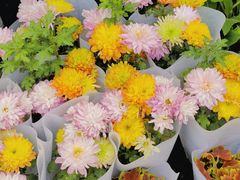 -桂林市花鸟市场