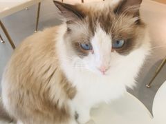 -飞行喵MR PILOT|猫舍·猫咖(静安大融城店)