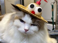 -PETKIT小佩宠物(昭化店)