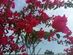 厦门市花-白城沙滩