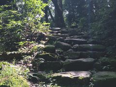 -天目山大树王景区