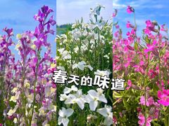 -花开海上生态园