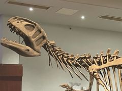 -自贡恐龙博物馆