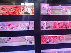 -苏州艺都古玩花鸟市场