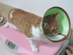 -乐派堂宠物医院·猫友好· 心脏科(东街店)