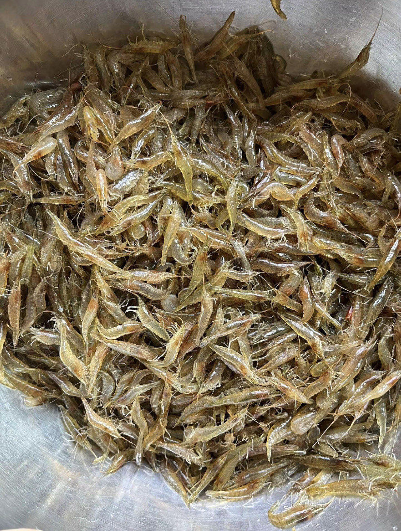 小虾米小虾米,河里的小虾米鲜的一绝