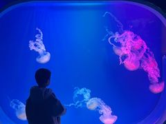 -芜湖新华联大白鲸海洋公园