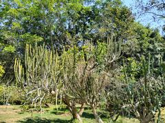 -中国科学院西双版纳热带植物园