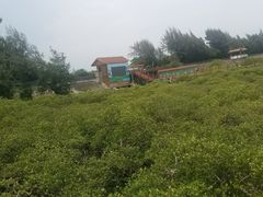 -北海金海湾红树林生态旅游区