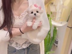 -萌宠之家·腊肠犬·马尔泰·小体犬舍