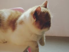 -十年猫舍·猫咪专门店(普陀店)