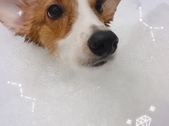 -PETKIT小佩宠物(古北店)