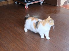 -猫岛主趣味餐厅(鼓浪屿店)