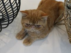 -飞行喵MR PILOT|猫舍·猫咖(静安大融城店)