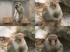 -广州动物园