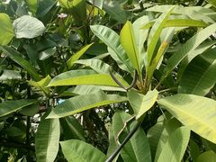 -海南霸王岭国家森林公园