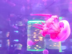 -左海海底世界