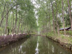 -合肥滨湖国家森林公园