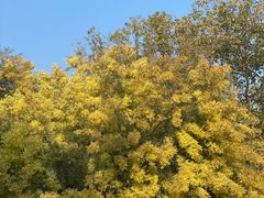 -厦门国家会计学院