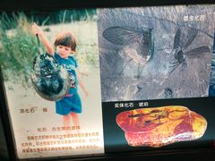 -上海昆虫博物馆