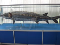 -上海海洋大学鱼文化博物馆(军工路校区)