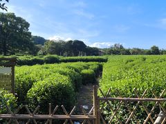 -中国茶叶博物馆(双峰馆区)