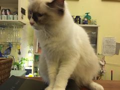 -猫色咖啡·猫咖