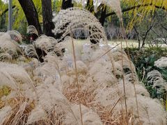 -昆山城市生态森林公园