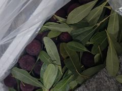 -鑫朱雀农贸批发市场