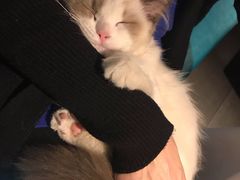 -袖虎·猫馆(体育西路店)