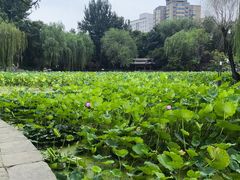 -莲湖公园