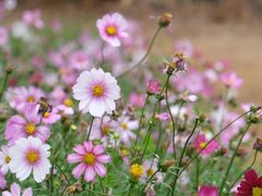 -天适樱花悠乐园