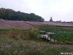 -大塘金香草谷