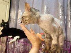 -安安宠医·臻爱宠物医院·宠保定点(营门口路分院)