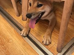 -柴犬高等学院·狗咖·柴犬售卖·宠物训练