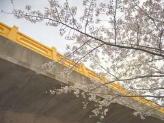 -高东镇樱花园