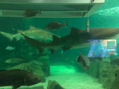 -悉尼海洋生物水族馆
