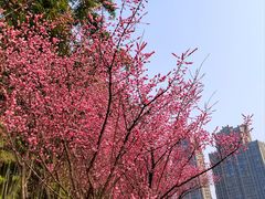 -望江楼公园