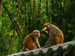 -黔灵山公园