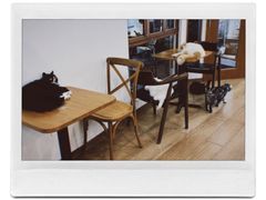 -有猫主题·治愈系猫咖(曾厝垵店)