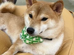 -逗柴咖啡屋·狗咖猫咖宠物桌游