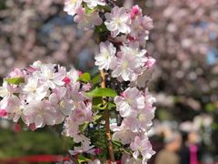 -海棠花溪(元大都城垣遗址公园)
