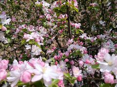 -亮马河饭店翠雅咖啡厅