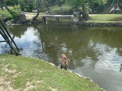 -奈良公园